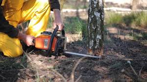 Trusted Farmington, IL Tree Removal and Landscaping Services Experts